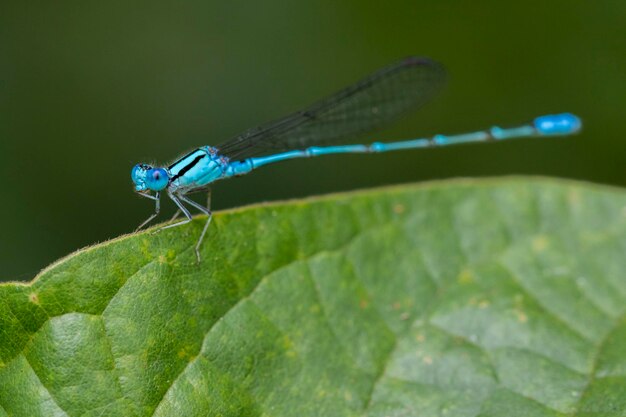 Afbeelding van Common Bluet Enallagma cyathigerum of Common Blue Damselfly op een groen blad Insect Animal