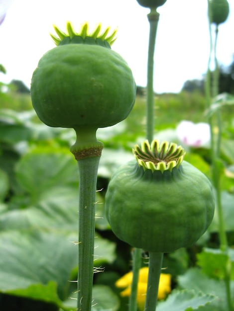 Afbeelding van de groene koppen van de papaver