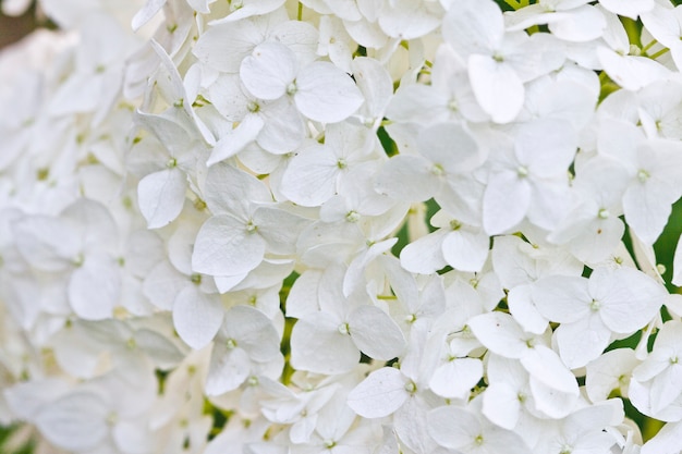 Afbeelding van de witte hortensia close-up.