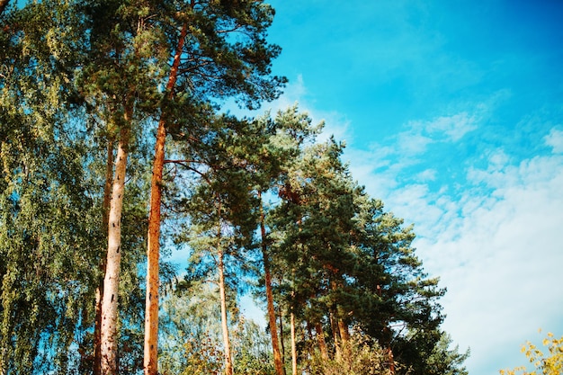 Afbeelding van dennenblauwe lucht met wolken