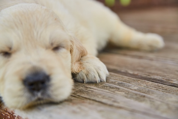 Afbeelding van detail van schattige golden retriever puppy poten op houten dek