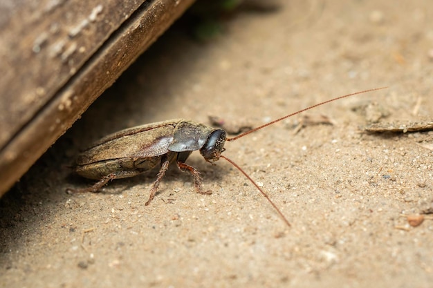 Afbeelding van Diploptera punctata of de Pacific kever kakkerlak Insect Animal