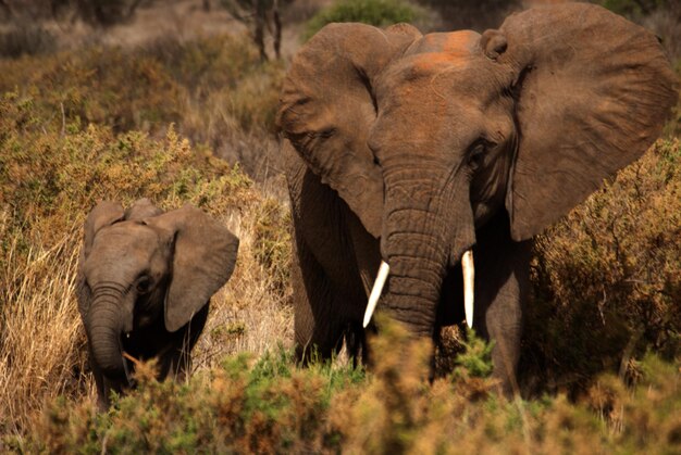 Foto afbeelding van een afrikaanse olifant die met zijn kalf op het gras loopt