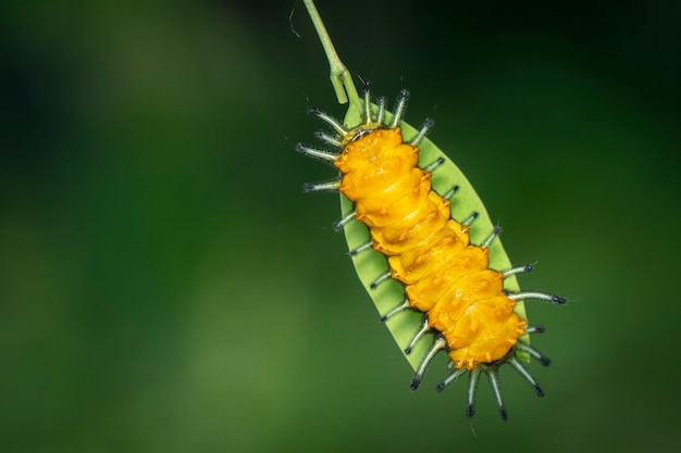 Afbeelding van een amber rups op groen blad op natuurlijke achtergrond. insect. dier