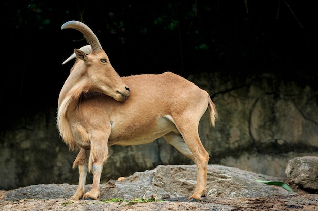 Afbeelding van een Barbarijse schaap op de rotsen.