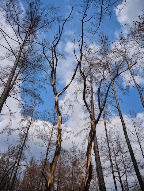 Afbeelding van een bos na een brand