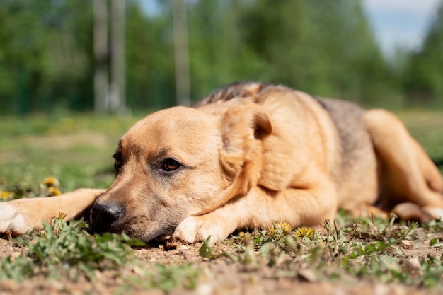 Afbeelding van een gemberhond die op het gazon loopt met paardebloemen in het park