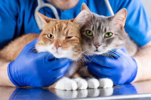 Afbeelding van een glimlachende dierenarts die twee katten omhelst die op de tafel liggen. Diergeneeskunde concept