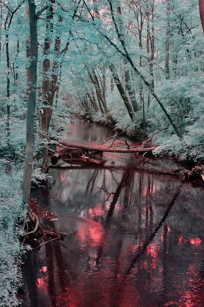 Foto afbeelding van een griezelig bos van bloedrode rivier en blauwgroen geschoten in infrarood