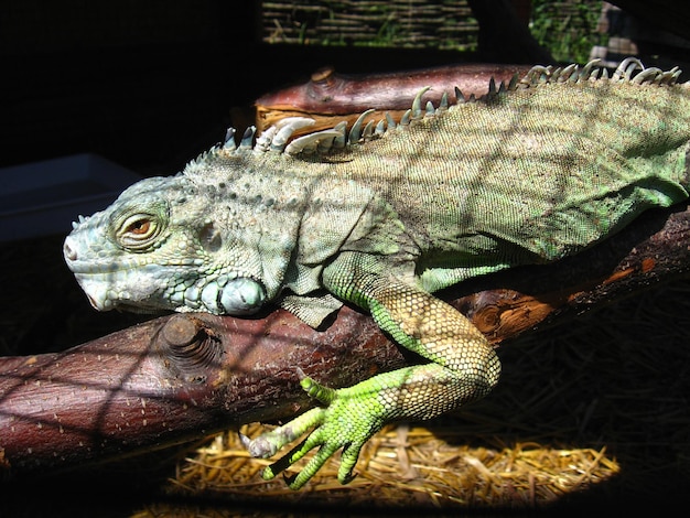 Afbeelding van een groene grote leguaan in de dierentuin