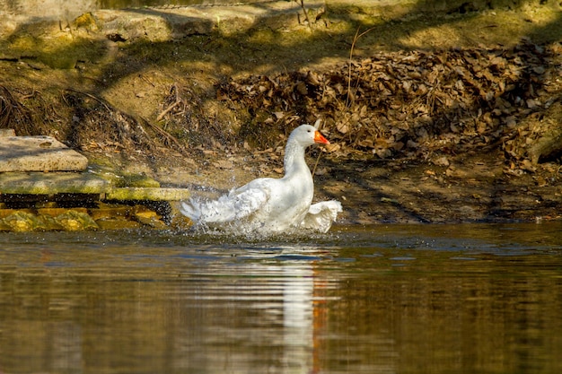 Afbeelding van een huisdier een witte gans zwemt in een vijver