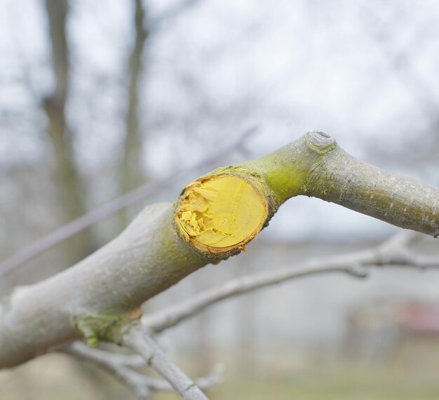 afbeelding van een in de winter gesnoeide en beschermde appelboom