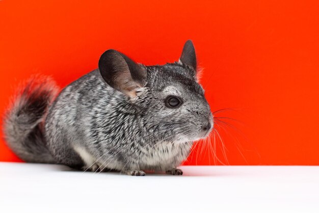 Afbeelding van een jonge chinchilla op een witte en rode achtergrond