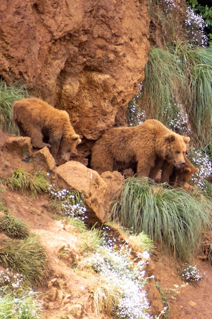 Afbeelding van een moederbeer met haar welpen in het natuurpark Cabarceno in Spanje