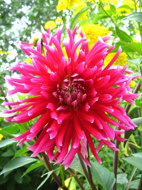 Afbeelding van een mooie bloem van rode dahlia