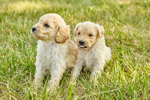 Afbeelding van een paar schattige goldendoodle-puppy's in het gras