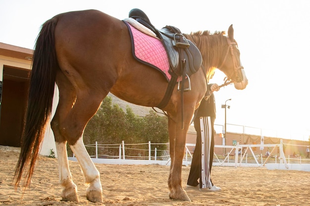 Afbeelding van een paard van achteren op zandgrond