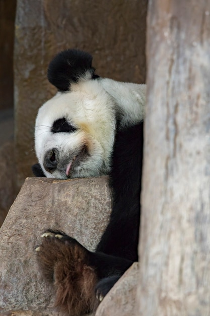 Afbeelding van een panda slaapt op de rotsen. Wilde dieren.