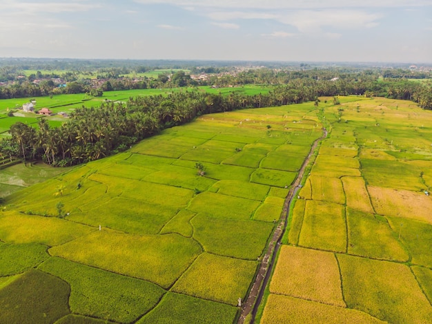 Afbeelding van een prachtig terrasvormig rijstveld in het waterseizoen en irrigatie van droneBovenaanzicht van rijstveld