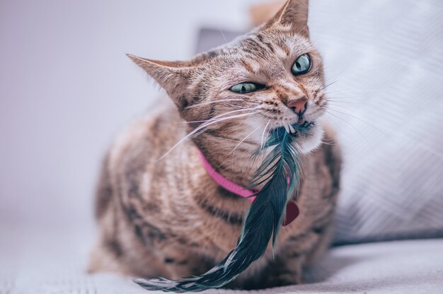 Afbeelding van een rasechte Bengaalse kat in een roze halsband met een medaillon. De poes speelt met een veer. Het concept van zorg en liefde voor huisdieren. Gemengde media