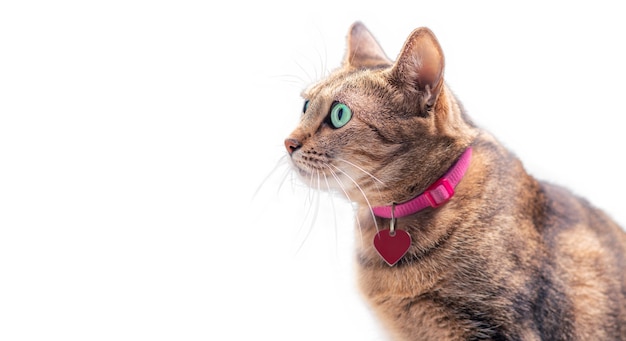 Afbeelding van een rasechte Bengaalse kat in een roze halsband met een medaillon. Het concept van zorg en liefde voor huisdieren. Gemengde media