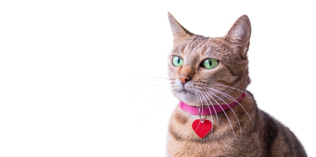 Afbeelding van een rasechte Bengaalse kat in een roze halsband met een medaillon. Het concept van zorg en liefde voor huisdieren. Gemengde media