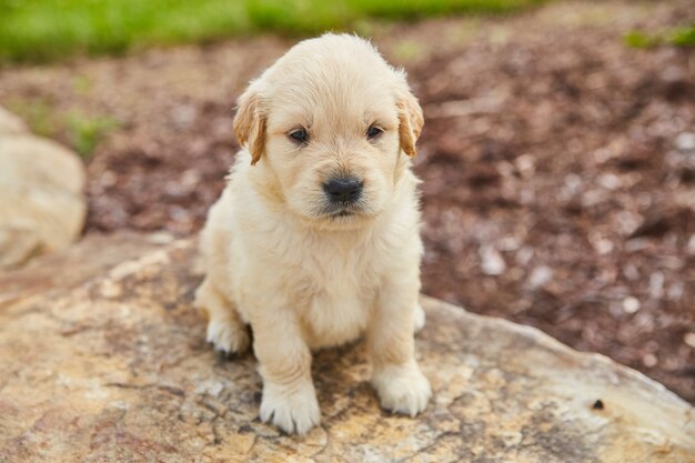 Afbeelding van een schattige lichtbruine golden retriever die er zelfvoldaan uitziet op stenen door landschapsarchitectuur