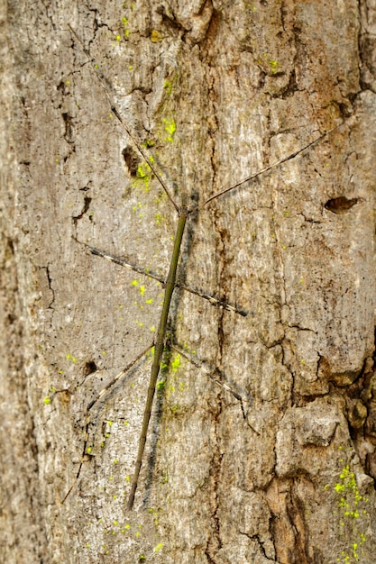 Afbeelding van een siam gigantische wandelende tak op boom op de achtergrond van de natuur. insect. dier.