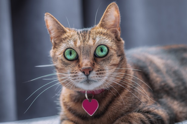 Afbeelding van een speelse rasechte Bengaalse kat in een roze halsband. Het concept van zorg en liefde voor huisdieren. Gemengde media