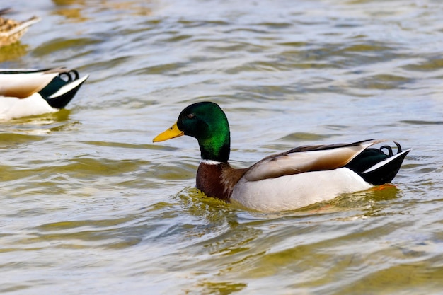 afbeelding van een vogel een wilde woerd zwemt langs de rivier