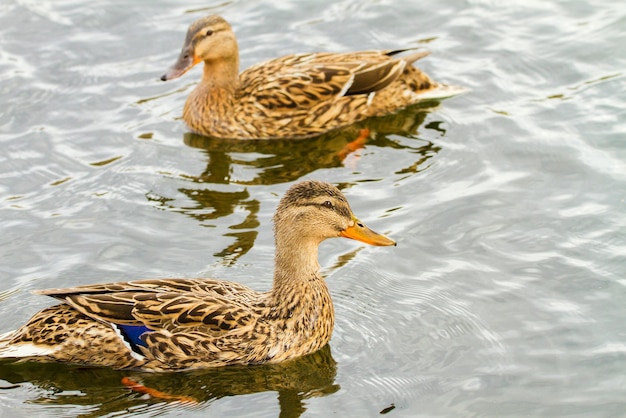 Afbeelding van een wild eendje dat op een rivier drijft