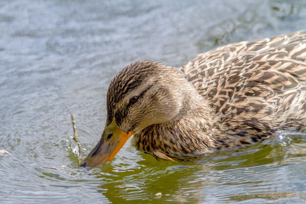 Afbeelding van een wild eendje dat op een rivier drijft