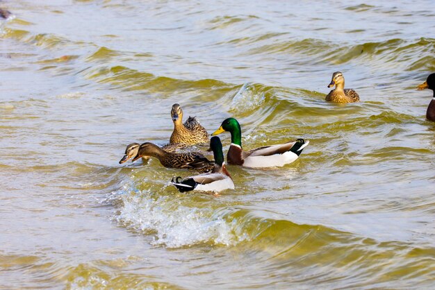 afbeelding van een wilde woerd en eenden die langs de rivier varen