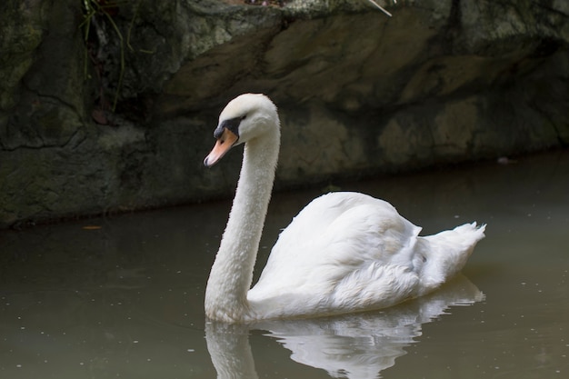 Afbeelding van een witte zwaan op het water. Dieren in het wild.