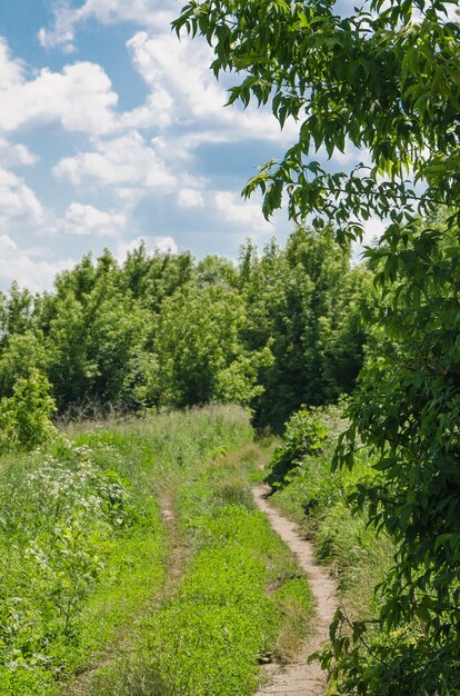 Afbeelding van een zomers uitzicht op het platteland met blauwe lucht, witte wolken, groene bomen en struiken