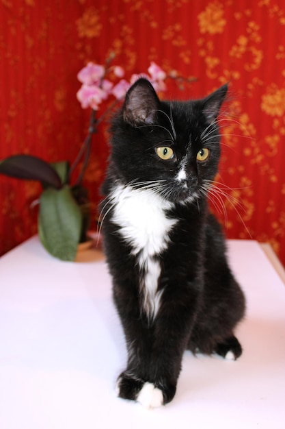 Afbeelding van een zwarte kat in de kamer met rood behang