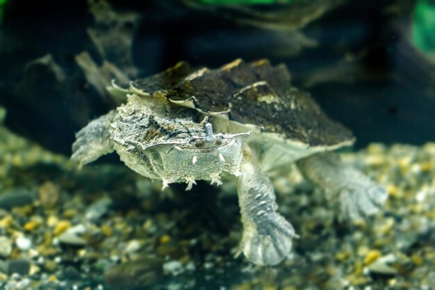 Afbeelding van exotische zoetwaterschildpadden Matamata