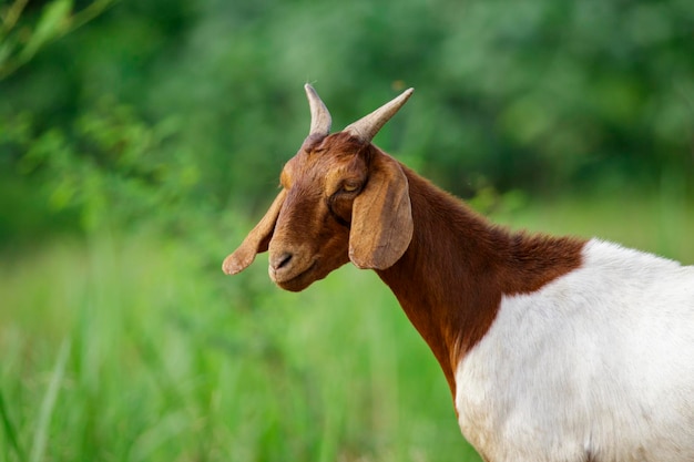 Afbeelding van geit op de groene weide Farm Animal