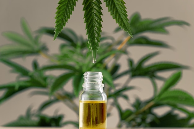 Afbeelding van gelegaliseerd hennepblad met druppel CBD-olie op bladpunt boven open fles