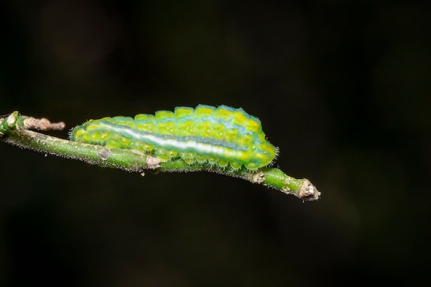 Afbeelding van Green Moth Caterpillar op de tak. Insect. Dier.