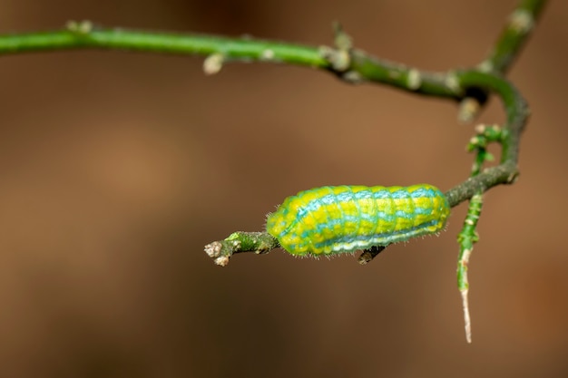 Afbeelding van Green Moth Caterpillar op de tak. Insect. Dier.