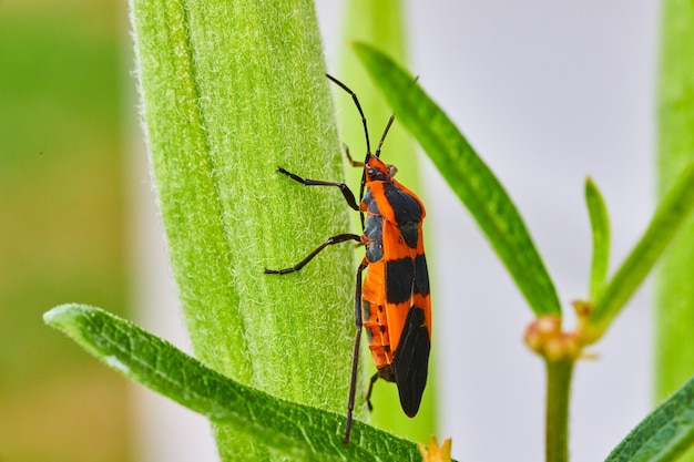 Afbeelding van groen blad met klimop van kroontjeskruid