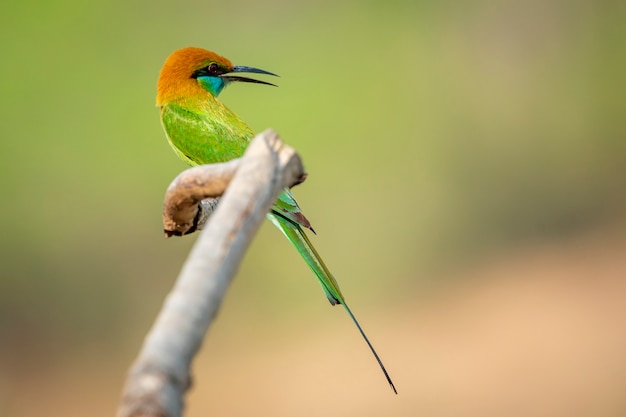 Afbeelding van groene bijeneter bird (Merops orientalis) op een boomtak op de achtergrond van de natuur. Vogel. Dieren.