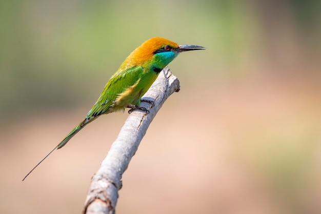 Afbeelding van groene bijeneter bird (Merops orientalis) op een boomtak op de achtergrond van de natuur. Vogel. Dieren.