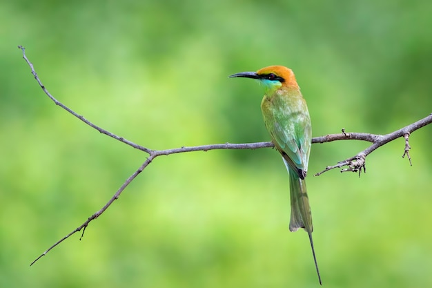 Afbeelding van groene bijeneter vogel (Merops orientalis) zat op een tak op de achtergrond van de natuur. Dieren.