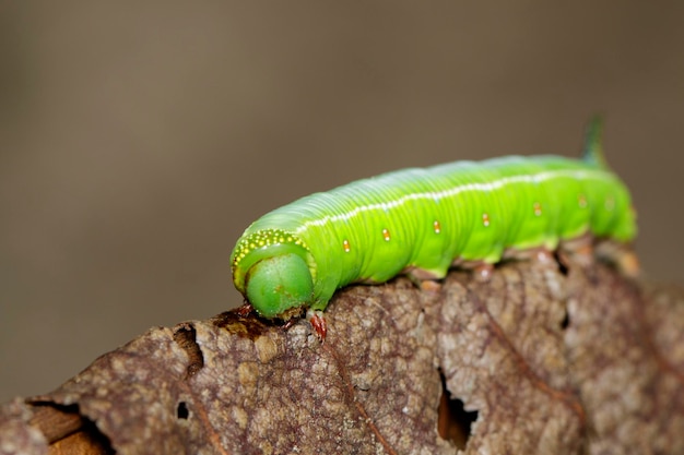 Afbeelding van groene rupsen van mot op droge bladeren op een natuurlijke achtergrond Insect Animal