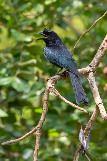 Afbeelding van grotere racquettailed drongo dicrurus paradiseus op de boomtak op natuur achtergrond bird animals