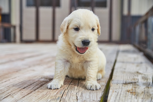 Afbeelding van hijgende en gelukkige golden retriever-puppy op houten trailervloeren