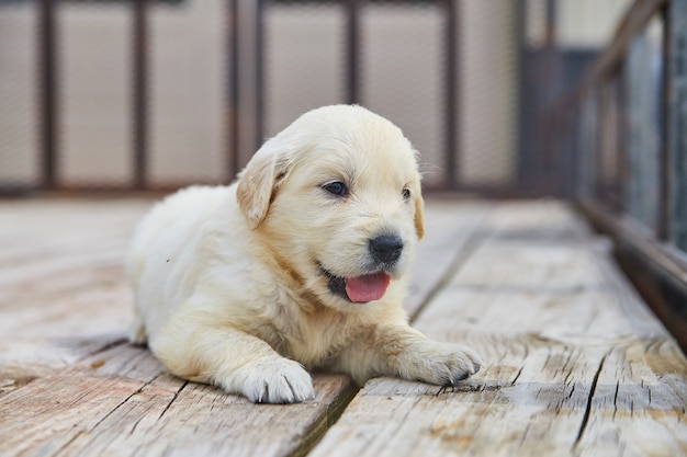 Afbeelding van hijgende golden retriever-puppy buiten op houten dek