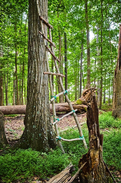 Afbeelding van hunters eenvoudige houten ladder om in bomen te jagen